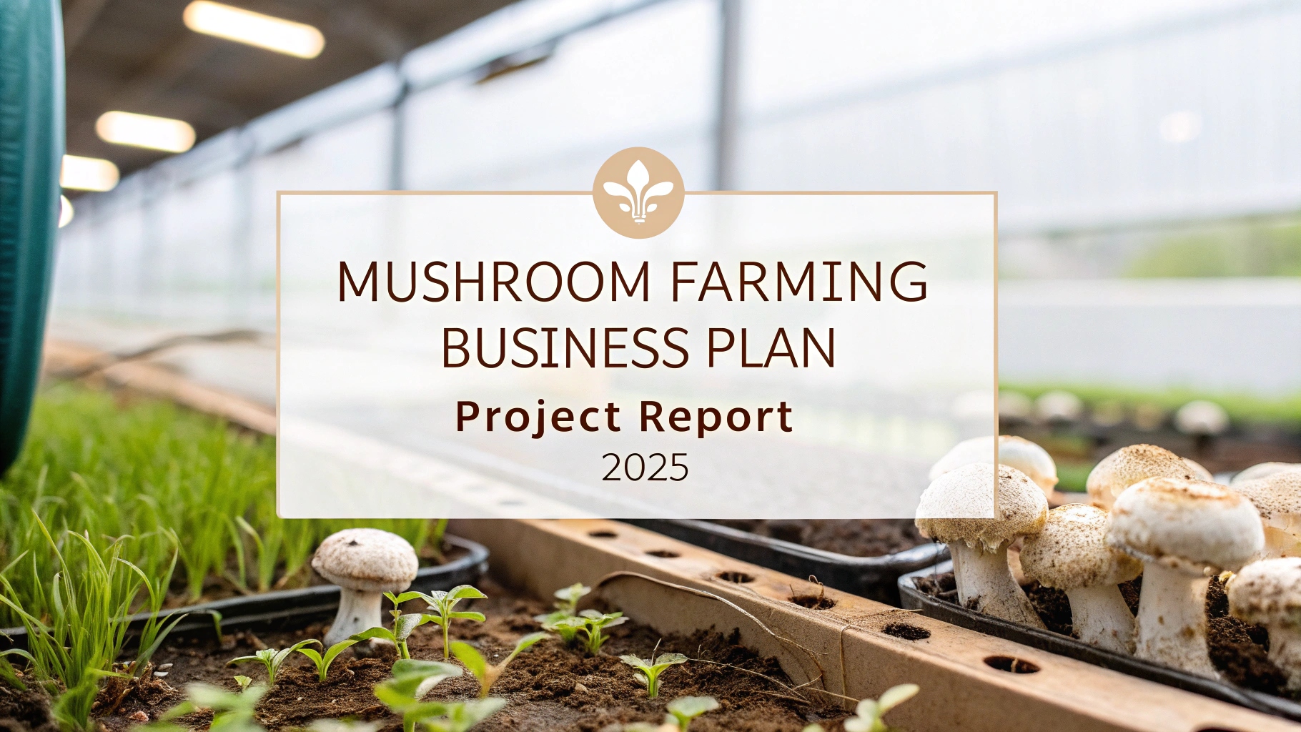 How Much Does It Cost to Open a Mushroom Farming Business in 2025 ...